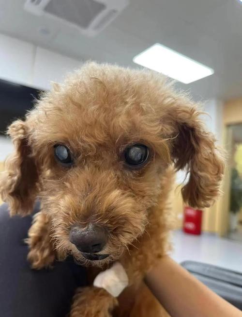 狗狗白内障几年会失明