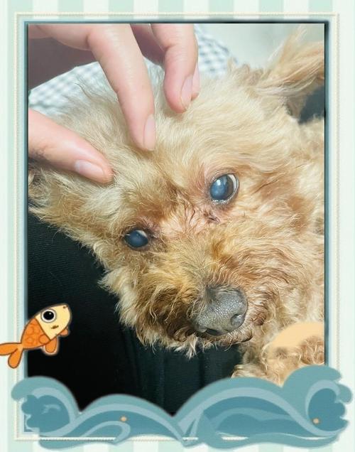 狗狗白内障病因症状与治疗