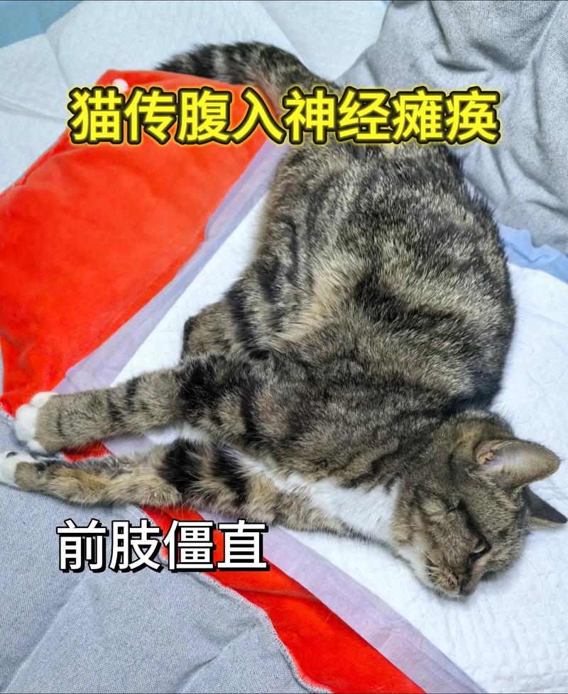 猫咪突然抽搐流口水然后死了