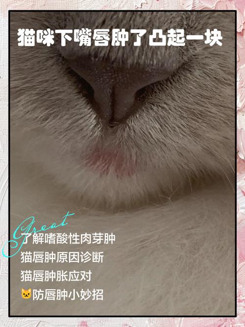 猫咪下嘴唇肿要警惕了