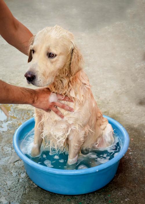 狗狗中暑可以洗冷水澡吗
