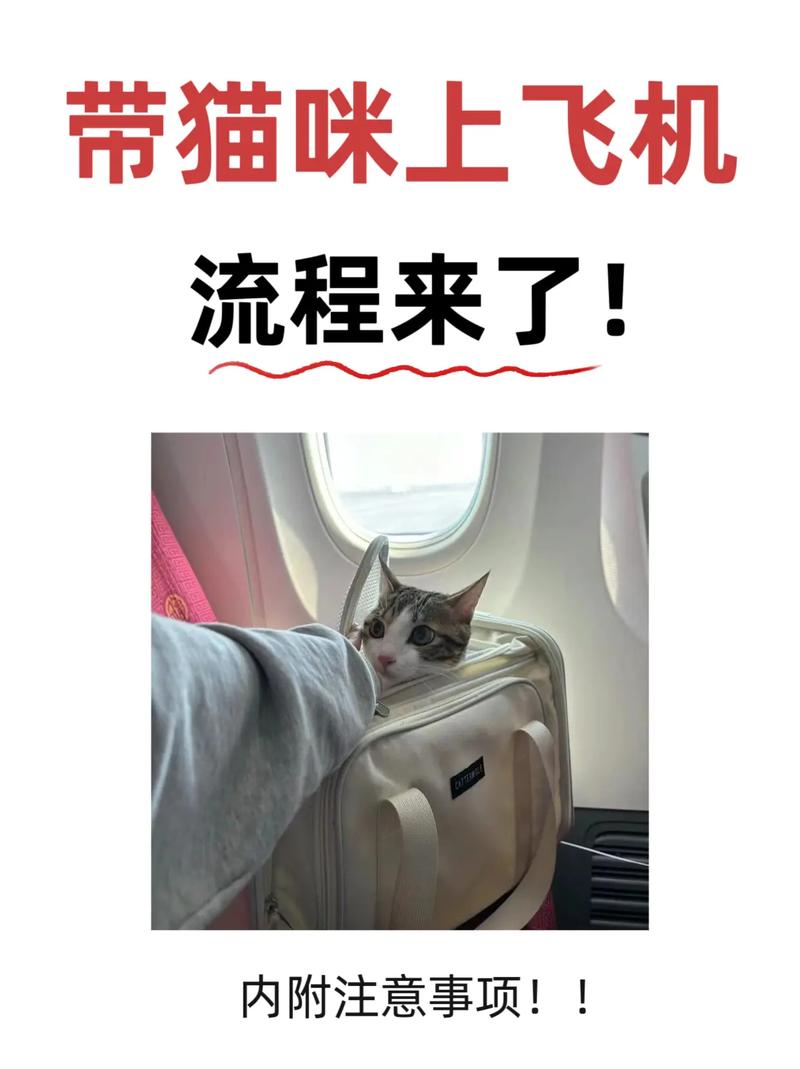 带猫坐飞机需要什么手续