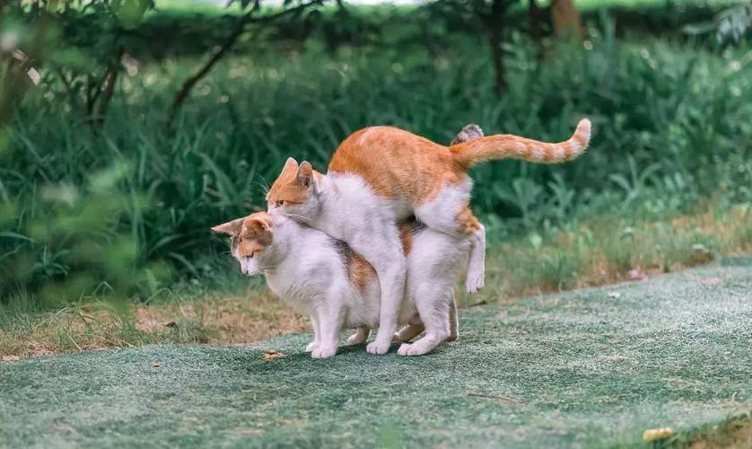 摸猫咪时为什么会露出生殖器