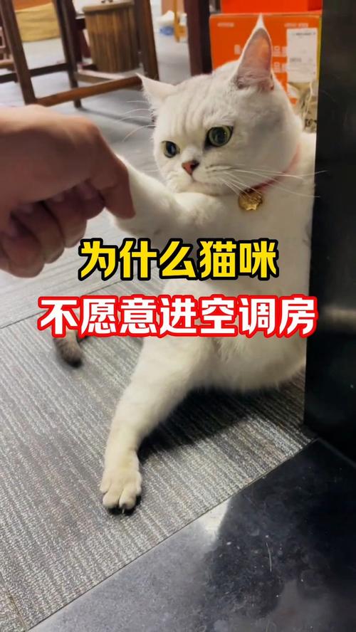 金吉拉不爱吹空调是为什么?