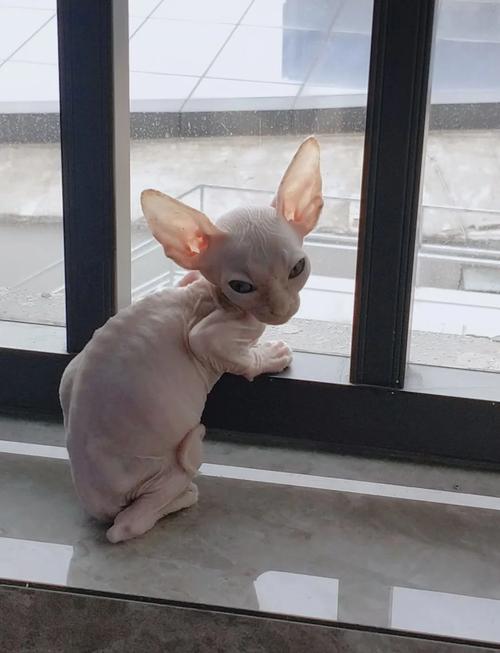 猫为什么不爱吹空调?