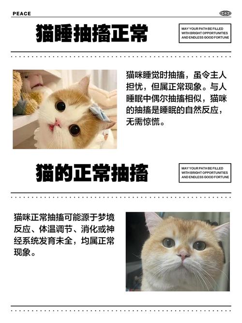 猫咪睡觉的时候怎么一抽一抽的