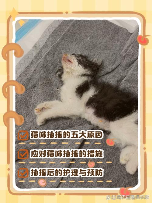 猫咪睡觉的时候抽搐是怎么回事?