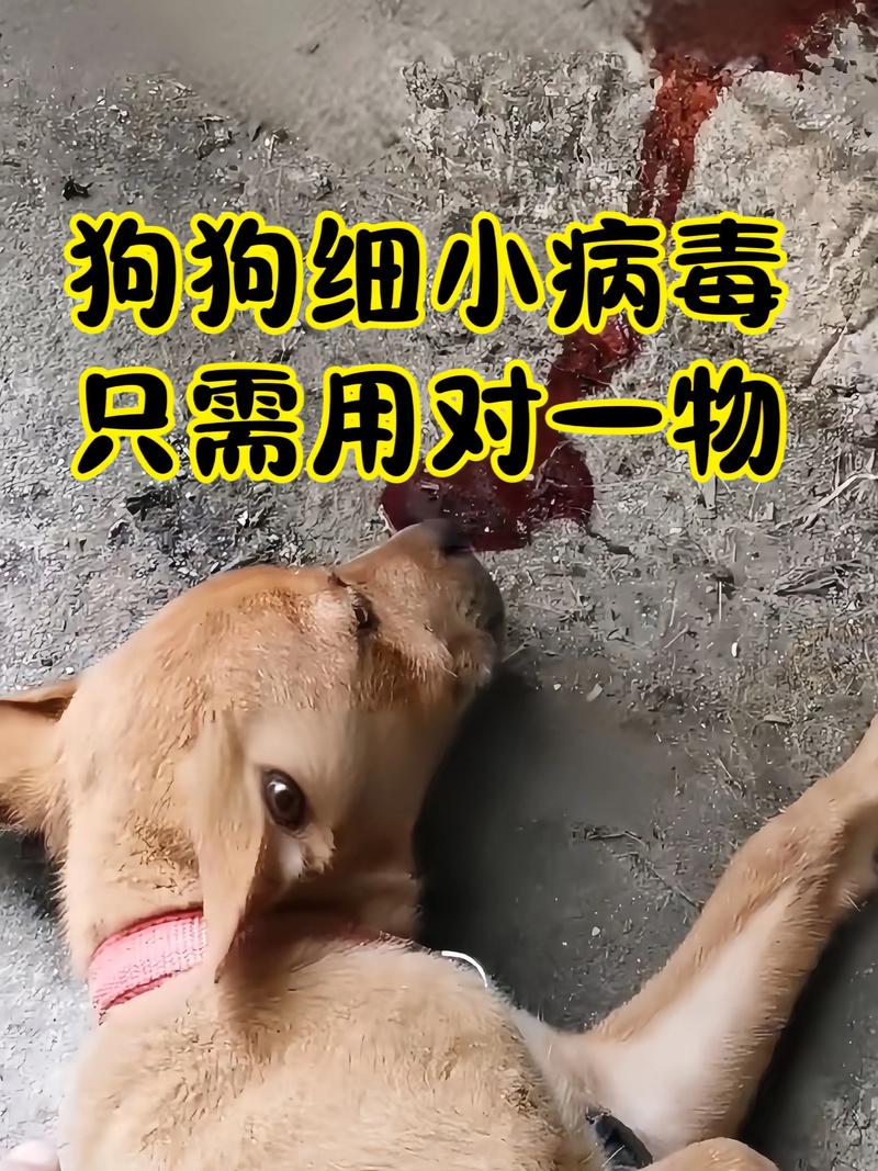 狗狗得了细小有治愈的可能吗