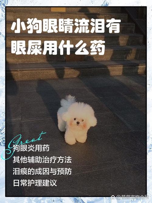 狗狗流眼泪是什么原因要买什么药
