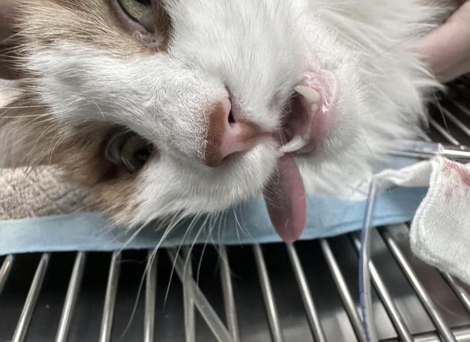 我家的猫吃兰花草这是为什么呀?谢谢了,大神帮忙啊