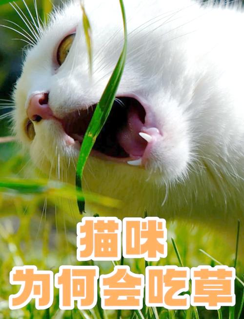 猫为什么总是吃草