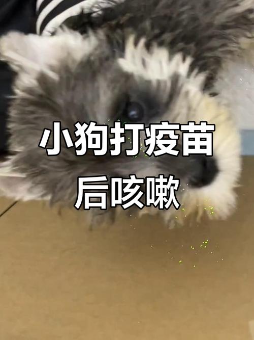 狗咳嗽但没炎症打疫苗