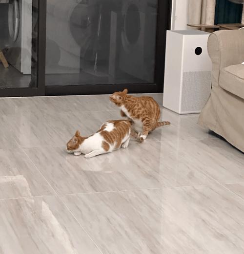 猫咪第一次发情结束后好像变乖了,从前最喜欢爬的树也不爬了,这是为什么...