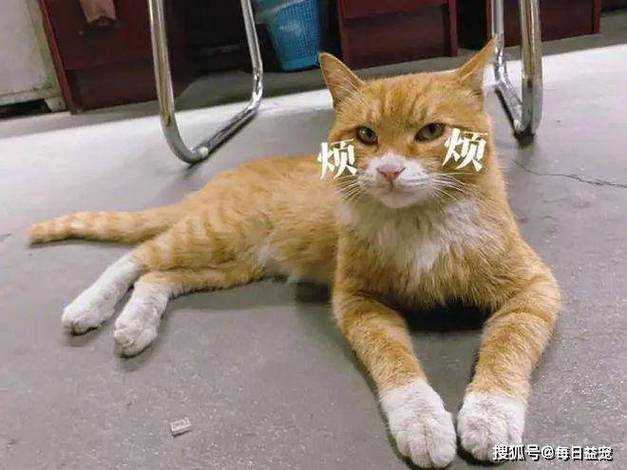 猫咪第一次发情是什么时候?