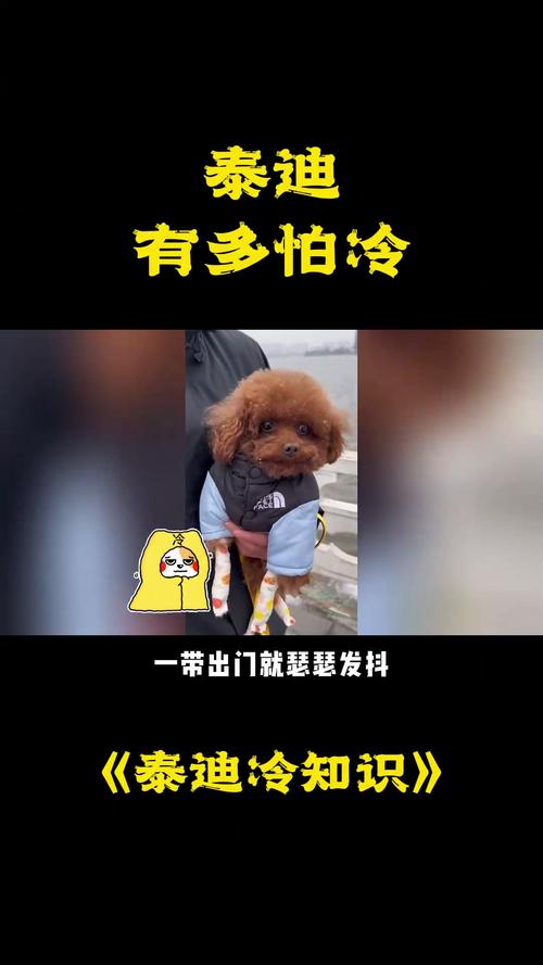 耐寒的犬种有哪些?它们真的不需要穿衣服吗?