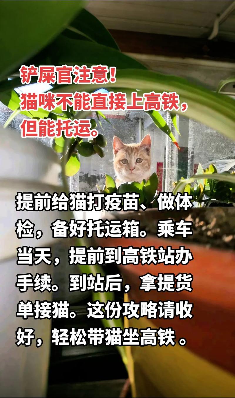 带猫咪上火车,怎样躲过安检呀?