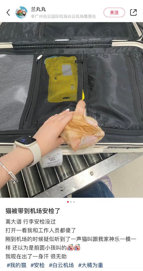 把猫藏在身上可以过安检吗