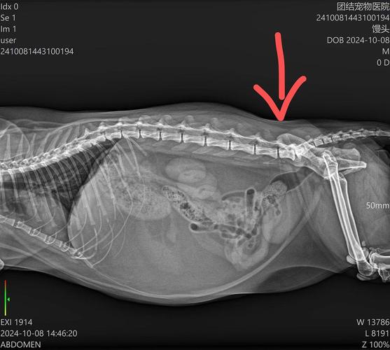 猫咪能过安检的x光吗