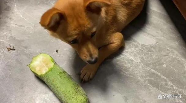 狗狗能吃丝瓜吗?