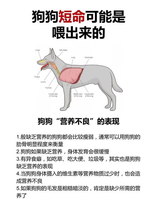 狗狗能吃丝瓜吗熟的