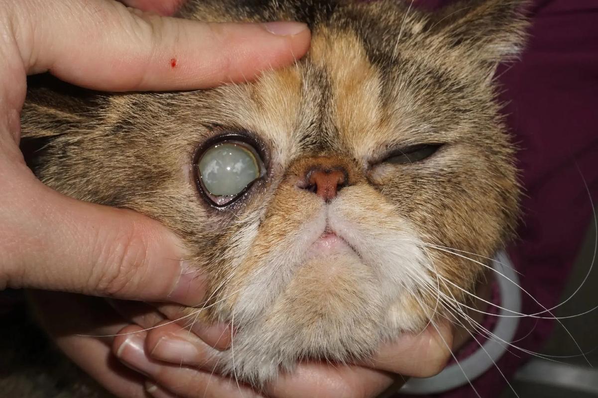 山东狮子猫白内障如何治疗