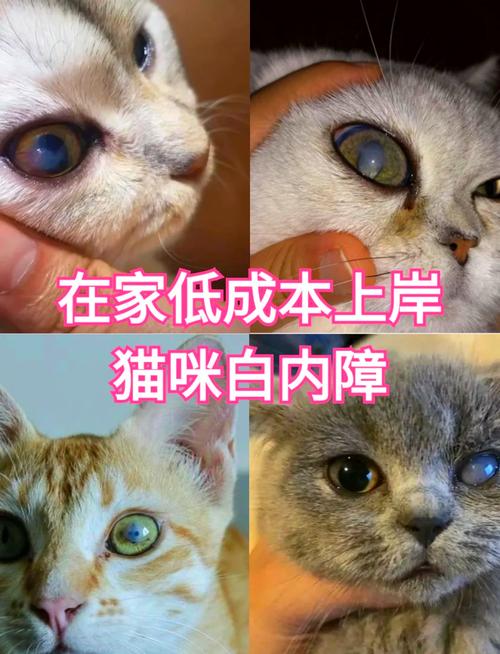 什么是猫白内障?