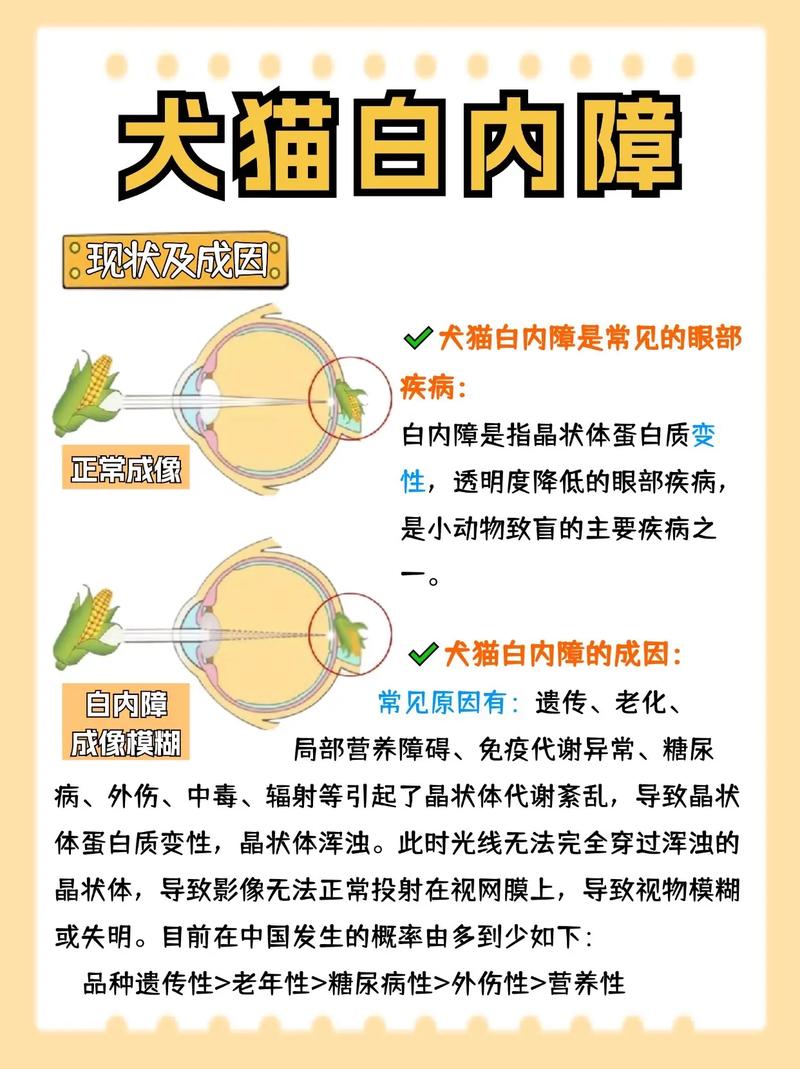 猫咪白内障的原因和治疗方法