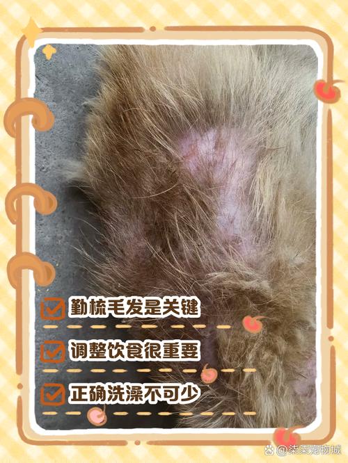 狗狗换毛需要多长时间?