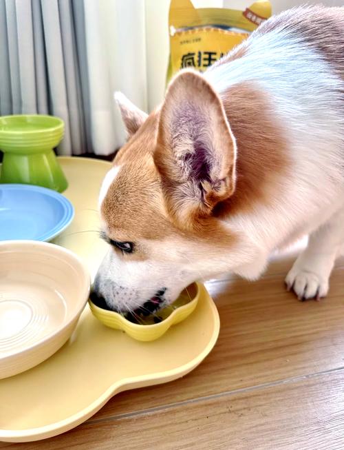 狗狗吃板栗好不好?