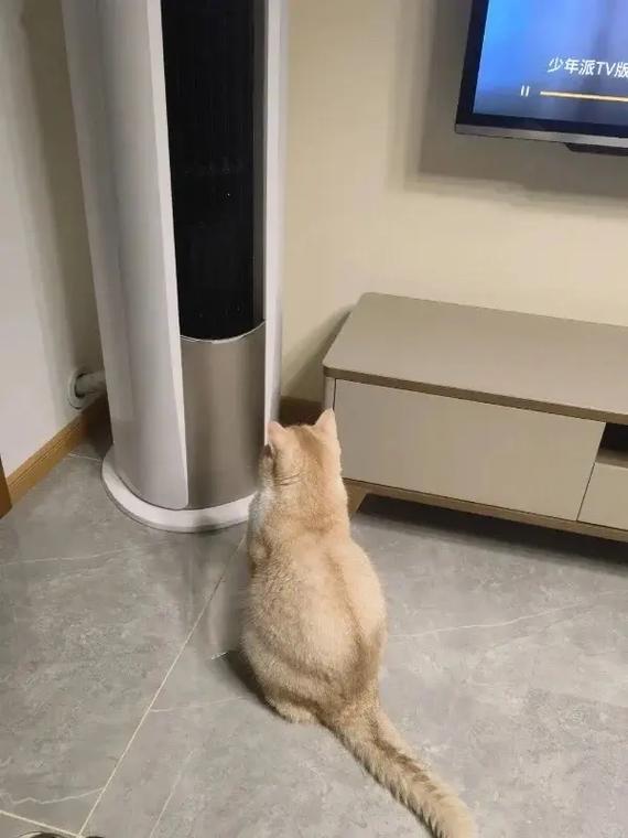 开空调猫咪为什么怕冷