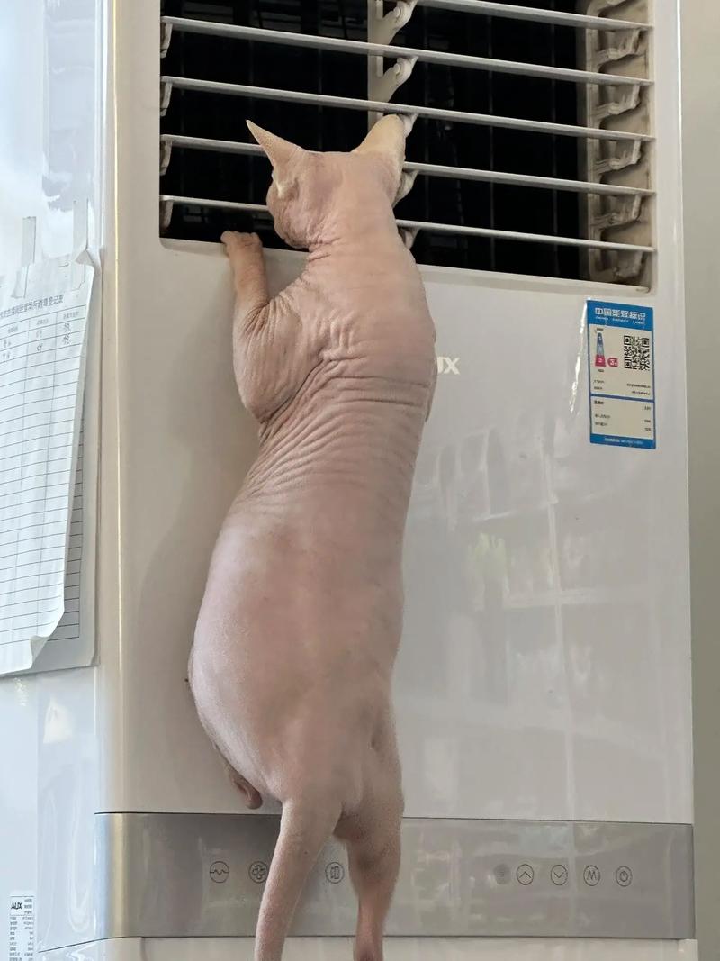 猫咪为什么出门会怕冷