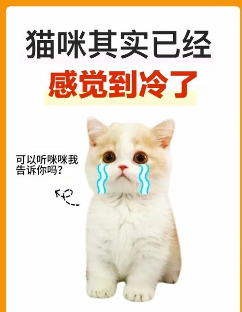 猫咪突然感觉怕冷了为什么