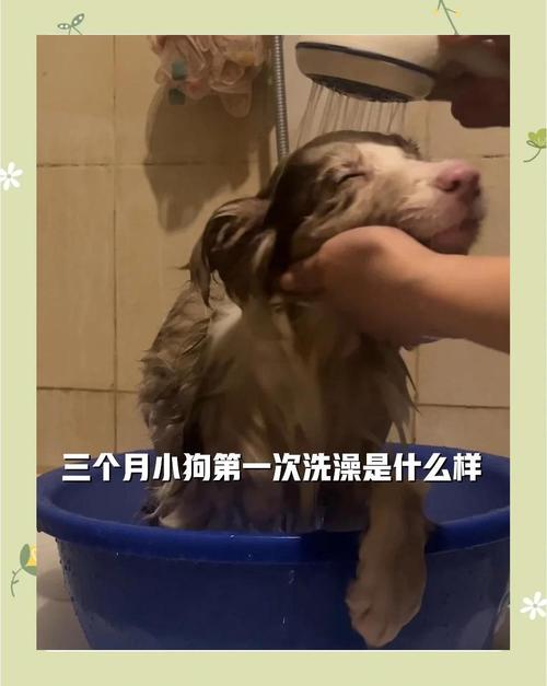 狗狗打针后几天可以洗澡