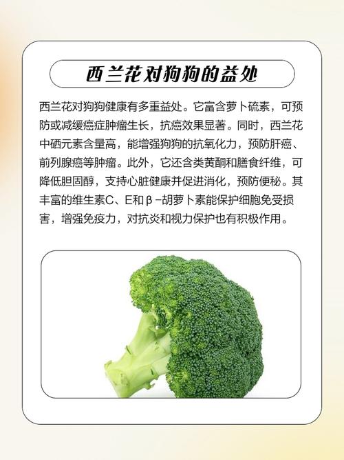 西兰花能给狗狗吃吗