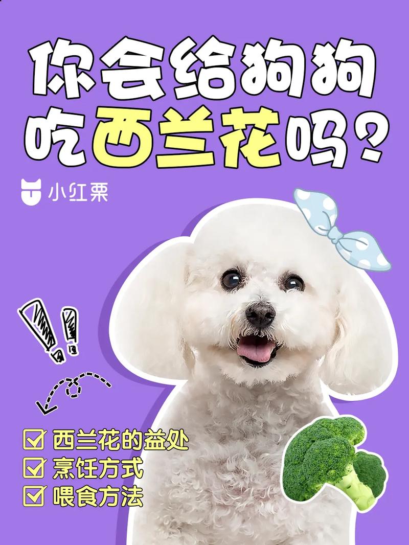 狗狗可以吃西兰花