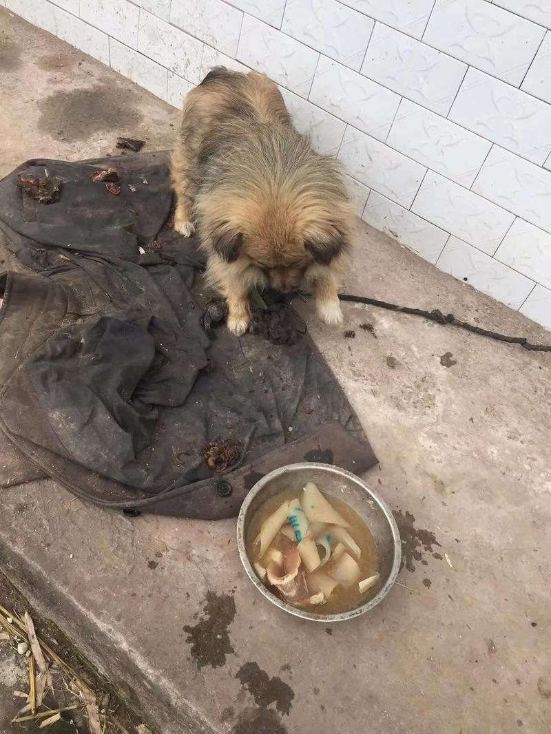 狗狗为什么不吃猪皮