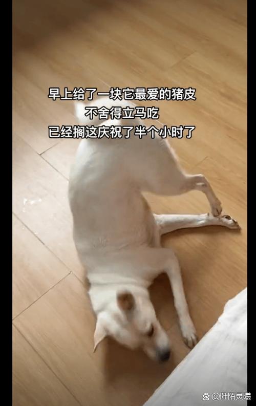 狗狗吃猪皮多了,有影响吗?