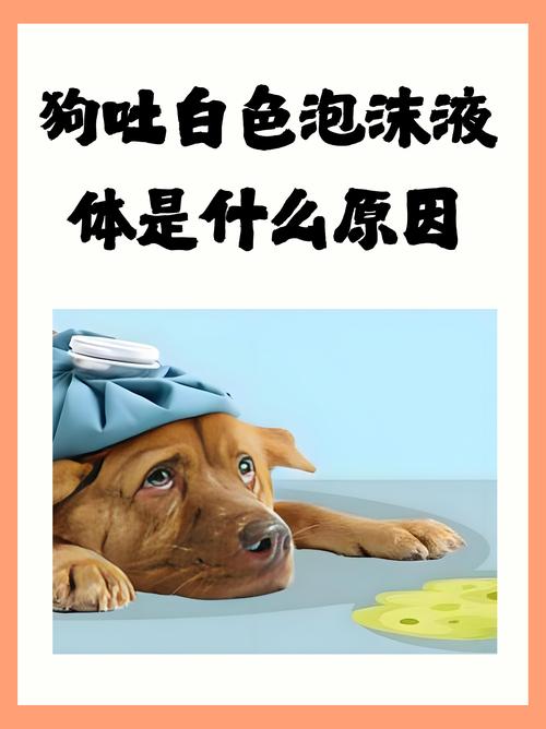 狗狗吐白沫是怎么回事?急,急,急