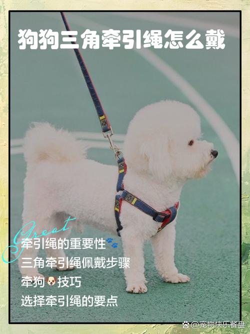 3个月的哈士奇犬不喜欢用牵引绳怎么办?