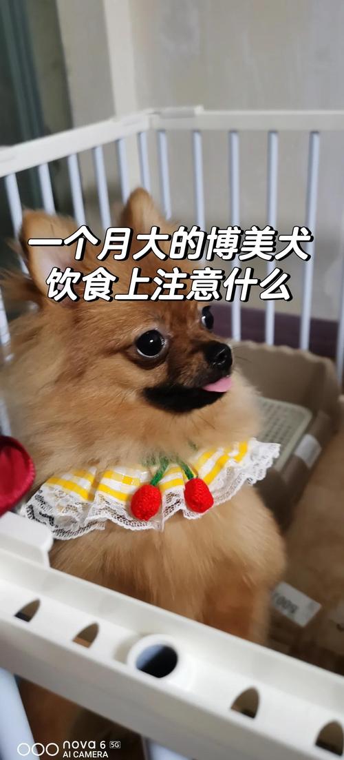 一个月大的狗狗吃什么