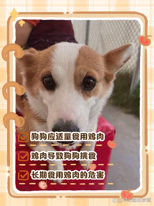 为什么不可以给狗狗吃鸡肉