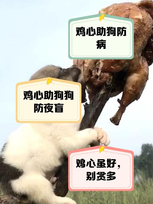 狗狗为什么不能吃生鸡肉