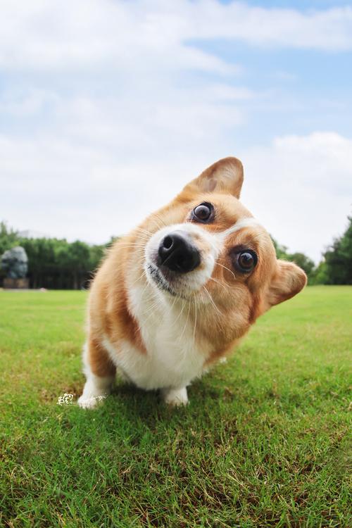 狗狗喜欢玩什么?