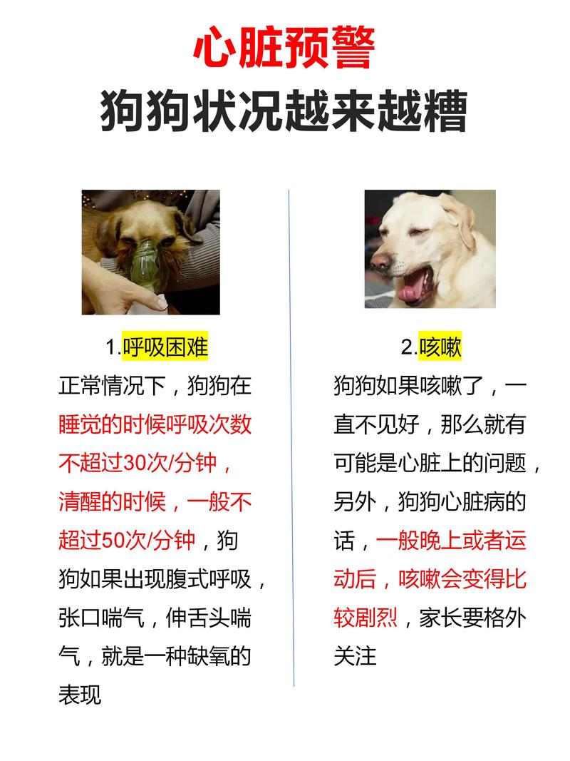 狗狗肺炎有什么症状?治疗狗狗肺炎的方法