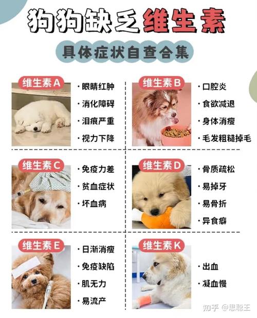 狗狗如果缺乏维生素会有哪些表现?