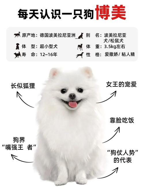 博美犬能吃黑芝麻糊吗?