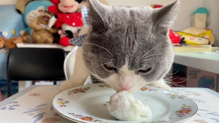猫咪能吃鸡蛋吗,猫怎么吃鸡蛋
