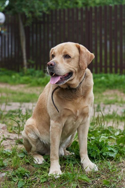 3个多月的狗狗可以吃什么水果