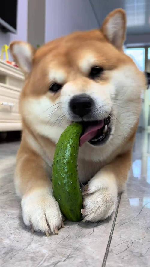狗狗吃生黄瓜还是熟的狗狗要吃生的黄瓜还是熟的黄瓜