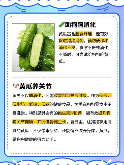 泰迪吃黄瓜是生吃还是要煮着吃?